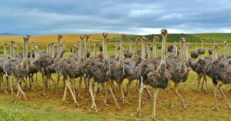 Cuisine africaine à explorer : plats traditionnels du Maghreb et d'Afrique de l'Ouest